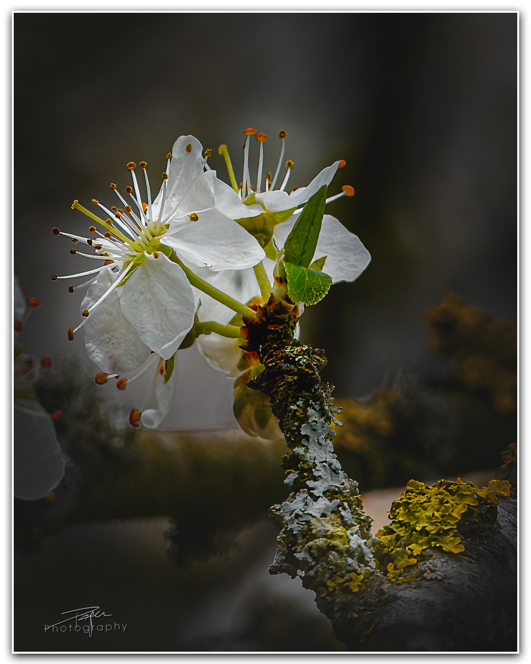 03.04.2023 - ... und es blüht